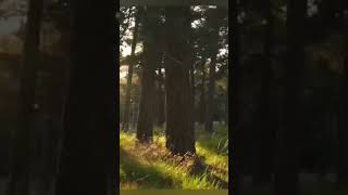 Люблю Тебе Seni Suiem Kairat Nurtas Cover