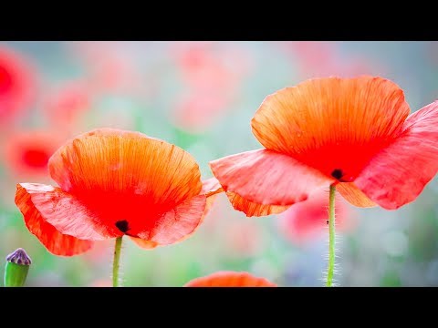 Download Peaceful Music, Relaxing Music, Instrumental Music "Mountains and the Sea" By Tim Janis Download Peaceful Music, Relaxing Music, Instrumental Music "Mountains and the Sea" By Tim Janis