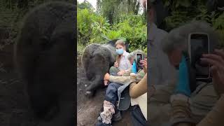 Silverback Encounter In Mgahinga National Park.
