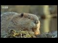 Beaver facts - BBC Animals