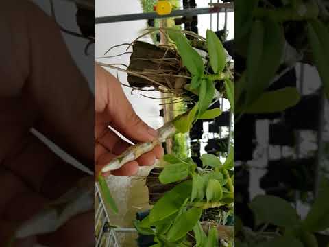 Trầm parishii ( trầm tím siêu đẹp)