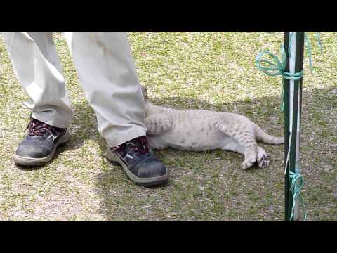 ライオンの赤ちゃん in フェニックス自然動物園　2010．5．5