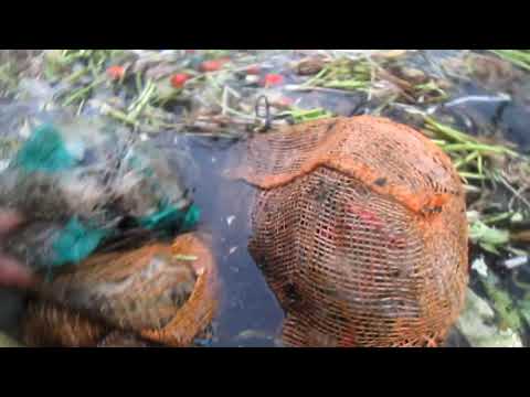 VEGETABLES FOR FISH FEED