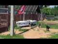 НА ВИДЕО ПРИСУТСТВУЕТ ЩЕНОК ЛАБРАДОРА 
