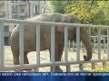 Video Киевский зоопарк
