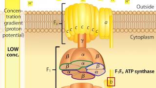 Atp Synthase