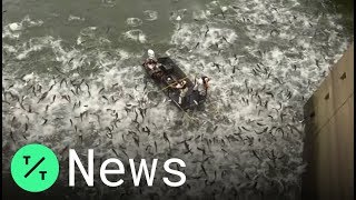 Kentucky Officials Electrofish To Stop Invasive Asian Carp