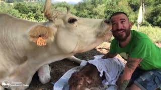 Vaca Da Besos Agradecida