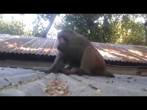 Monkey Love With Woman Monkey Sex With Woman YouTube 13416 | Hot Sex Picture