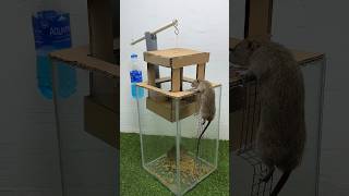 The World's Most Unique Homemade Mouse Trap Idea #Rattrap #Rat #Mousetrap #Shorts