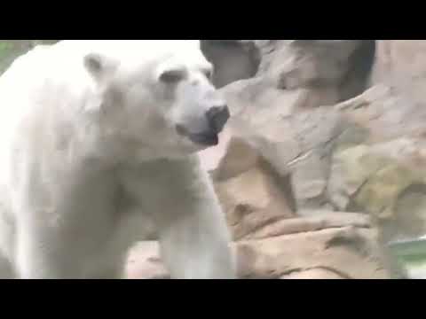 #park #fun #zoo #wildanimals #polarbear #bengaltiger #waterfall