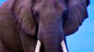 African Bush Elephant Trumpet