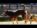 dog mating || dog meeting funny vidéo || dog mating first time 2023 ||dog vidéo...