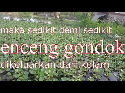 THE NEED FOR WATER HYACINTH CONTROL