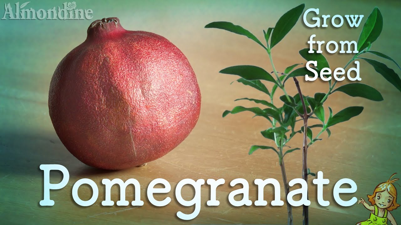 Grow POMEGRANATE trees from Seed | Almondine