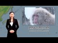 泡温泉的猴子——地狱谷野猿公苑snow monkey雪猿【日本通TV】