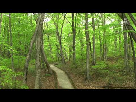 蔦野鳥の森（春夏） - ブナ林 - 0111A