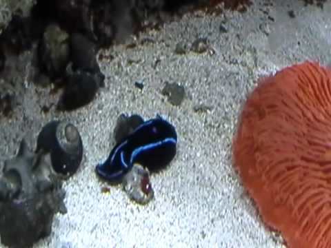 Velvet Sea Slug