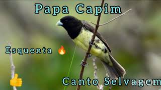 Papa Capim Canto Original Da Natureza