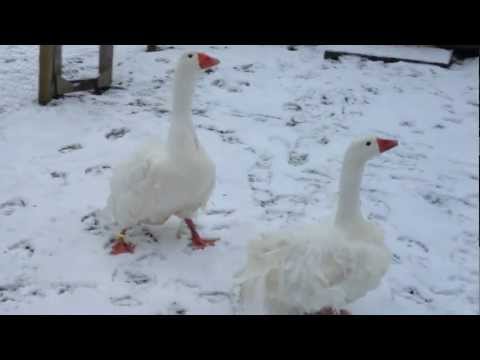 SEBASTOPOL GEESE SMOOTH BREASTED GANDER WITH CURLY BEASTED GOOSE FROM CHESHIRE POULTRY