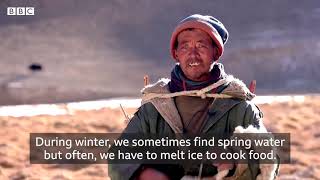 Himalayan Yak Herder Last Shepherd In His Family Bbc News