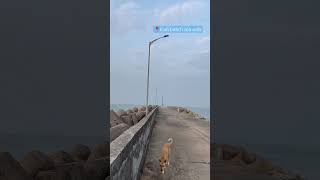 Kodi Beach Sea Walk