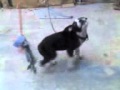 Cachorro american stanford de 2 meses una semana