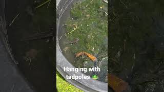Tadpoles