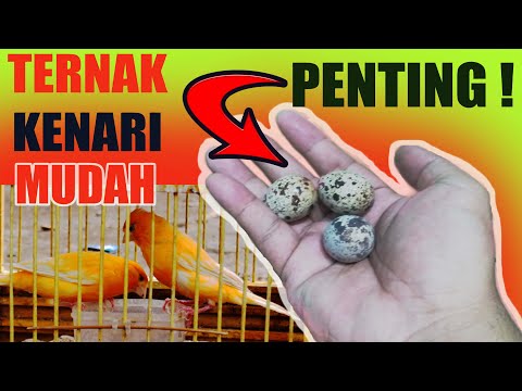 TERNAK KENARI CUMA BEGINI HASILKAN JUTAAN RUPIAH