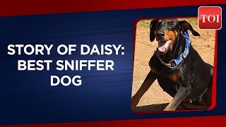 Story Of Daisy: Best Sniffer Dog