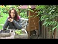 Propagating Wisteria: How to Grow a Beautiful Garden with Scarlett