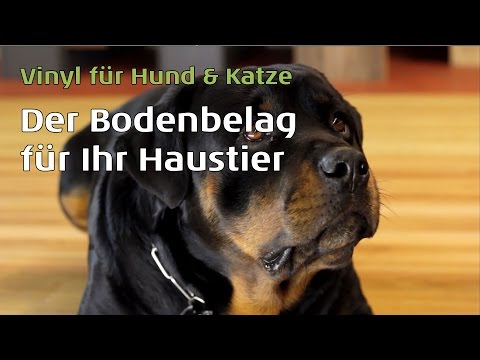Parkett für hunde geeignet