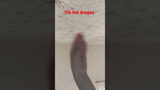 New Dragon Raptor