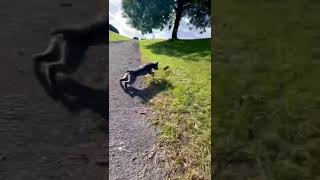 Ratting With Terrier