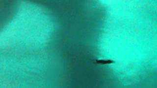 This Frog Is Fast, Olympic Swim Try Outs 4 Frogs