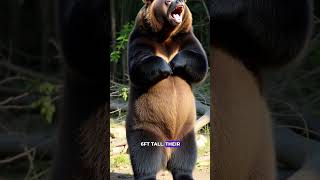 The Secretive Life Of The Spectacled Bear