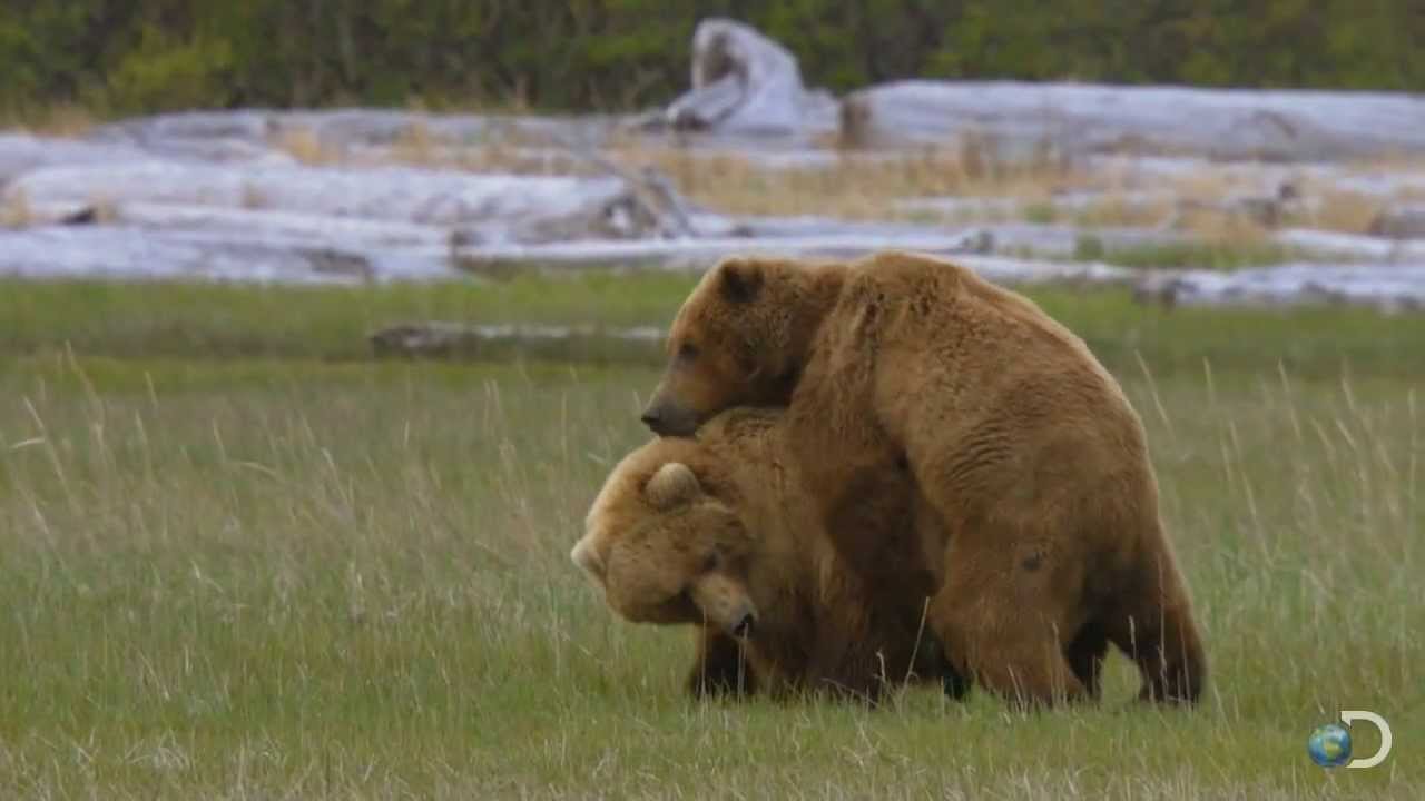 Секс Душ Папа Медведь