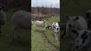 Bleating Sheep