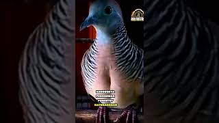 Mitosperkutut Katuranggan -Puser Bumi