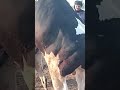 Mating Of Weak Cholistani Cattle With Pure Fresian Heavy Bull #matingseason  #shorts #youtubeshorts