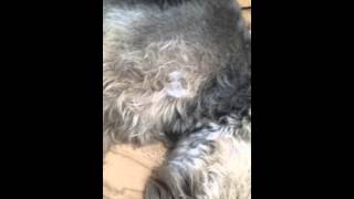 Haircut And Chill Patterdale 2