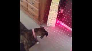 Beyin Error Veren Köpek