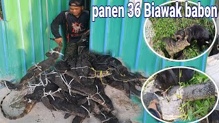 Membasmi Hama Biawak Dengan Anjing Pemburu
