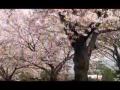 Sakura (cherry blossom) 桜　花見