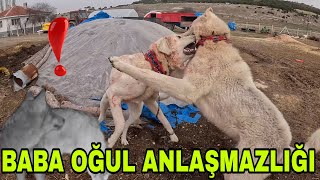 Baba Oğul Anlaşamiyorlarkuzulari Tarttiktoprak Altin Sarisi Dağdan Tavuk Yemi̇ Toplama