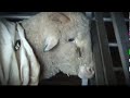 The factories of the wool - Ultra-fine Wool (Battery Sheep) Cruelty Exposed!