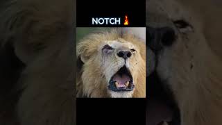 The Roar Of Kings Casper, Notch & Cecil