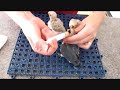 Memberi Makan Anak Lovebird images Memberi Makan Anak Lovebird