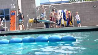 William And Friends On The Diving Board