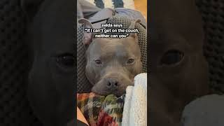Couch Queen Ft. Most Dramatic Pitbull In Nyc